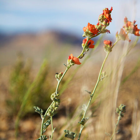 Desert Flower - Nature Photography Print For Sale - Aimee Giese, Greeblehaus