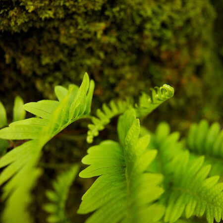 Moss Leaves - Nature Photography Print For Sale - Aimee Giese, Greeblehaus