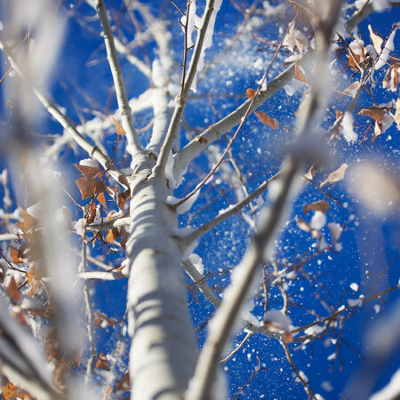 Aspen Snow - Nature Photography Print For Sale - Aimee Giese, Greeblehaus