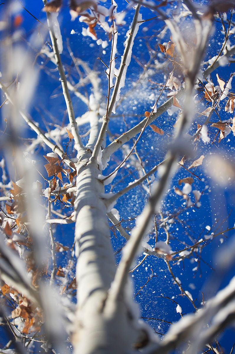 Aspen Snow - Nature Photography Print For Sale - Aimee Giese, Greeblehaus