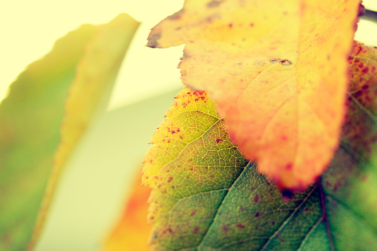 Autumn Leaves - Nature Photography Print For Sale - Aimee Giese, Greeblehaus