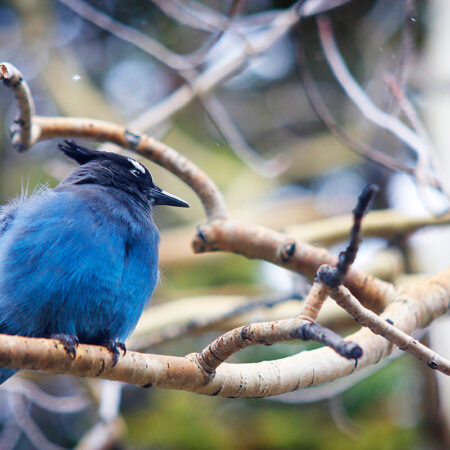 Blue Bird - Nature Photography Print For Sale - Aimee Giese, Greeblehaus