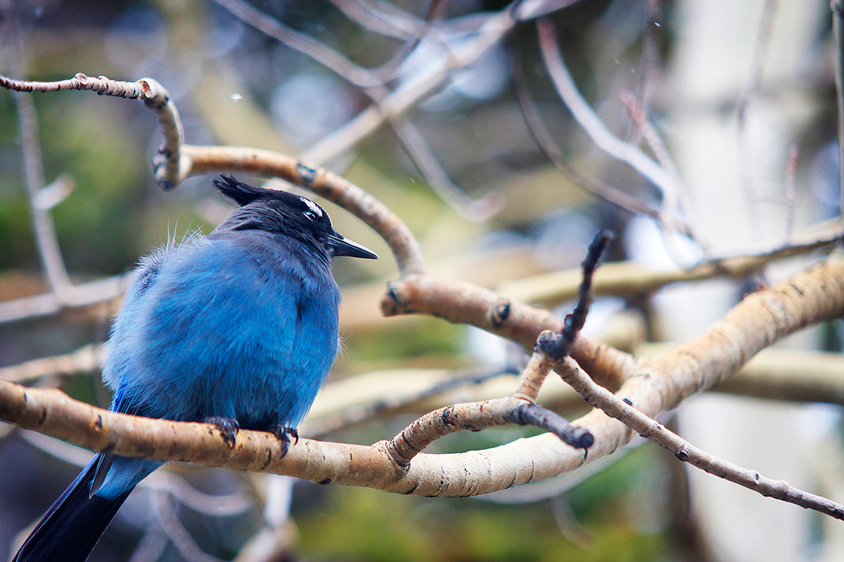 Blue Bird - Nature Photography Print For Sale - Aimee Giese, Greeblehaus