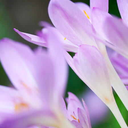 Crocus Lights - Nature Photography Print For Sale - Aimee Giese, Greeblehaus