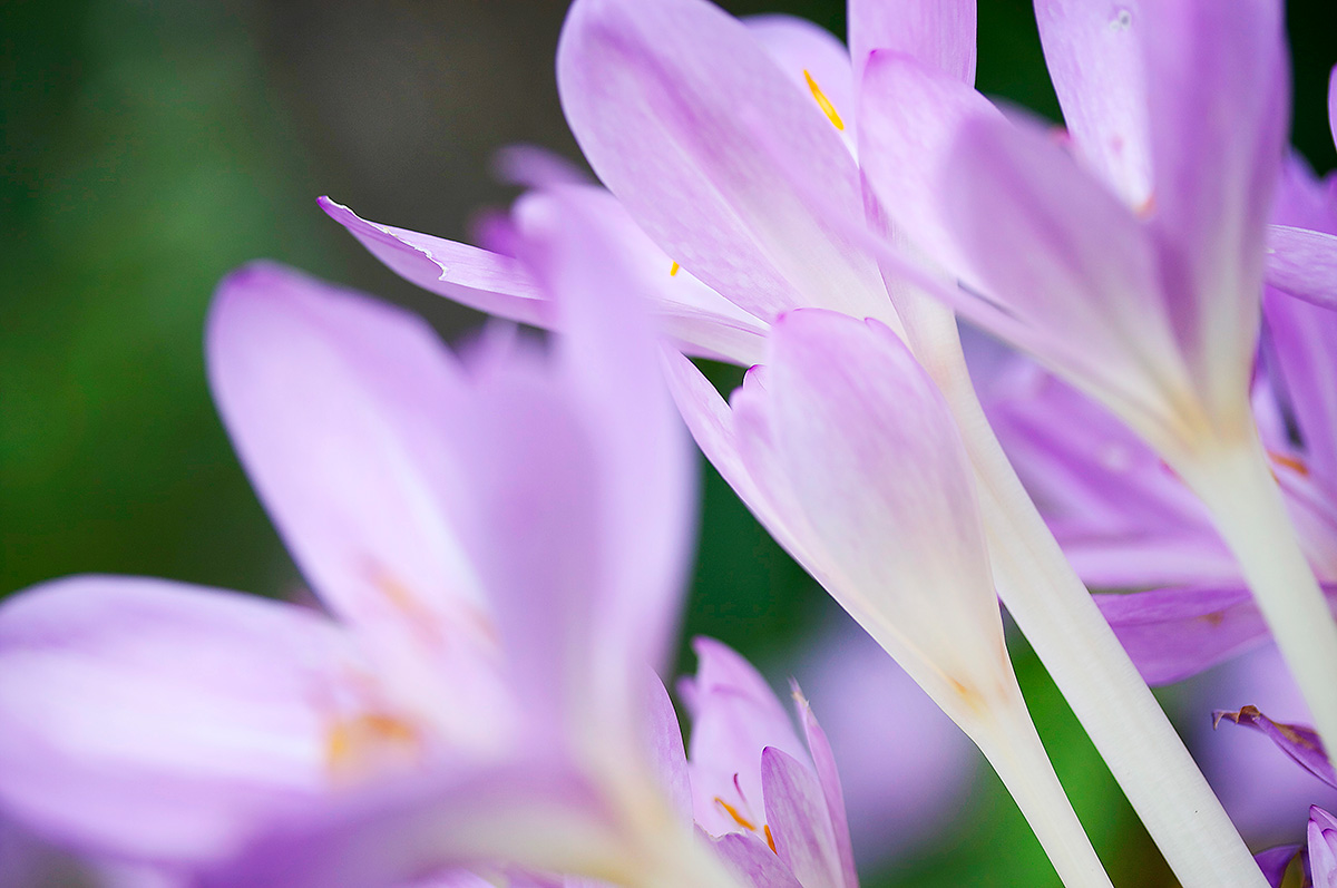 Crocus Lights - Nature Photography Print For Sale - Aimee Giese, Greeblehaus