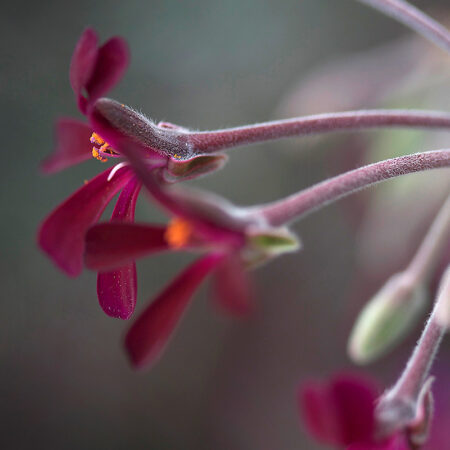 Dark Buds - Nature Photography Print For Sale - Aimee Giese, Greeblehaus