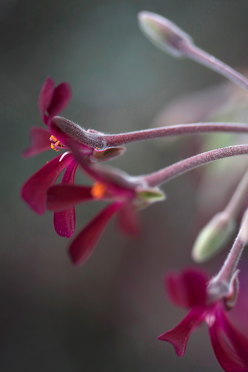 Dark Buds - Nature Photography Print For Sale - Aimee Giese, Greeblehaus