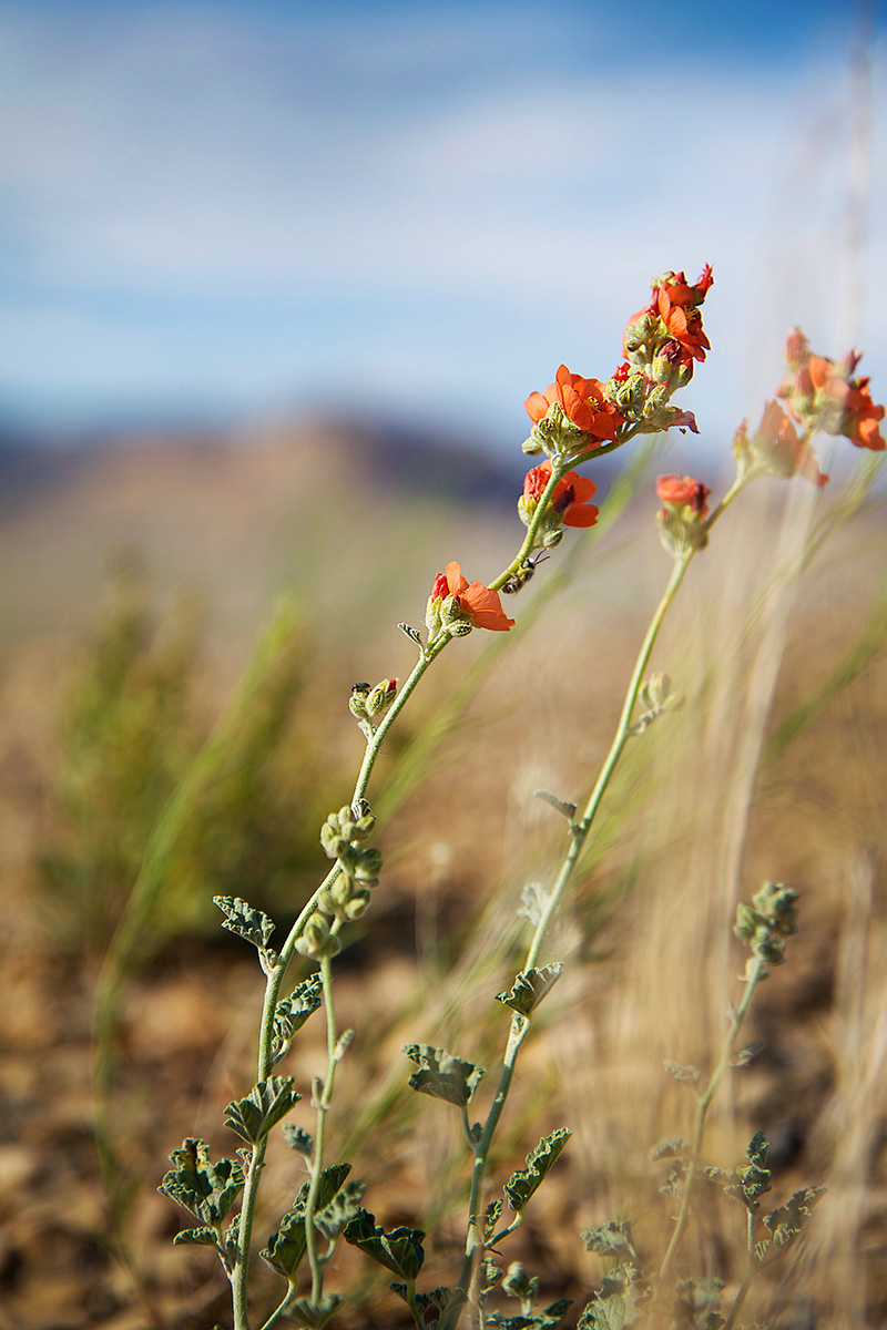 Desert Flower - Nature Photography Print For Sale - Aimee Giese, Greeblehaus