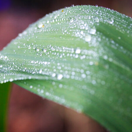 Green Leaf Rain - Nature Photography Print For Sale - Aimee Giese, Greeblehaus