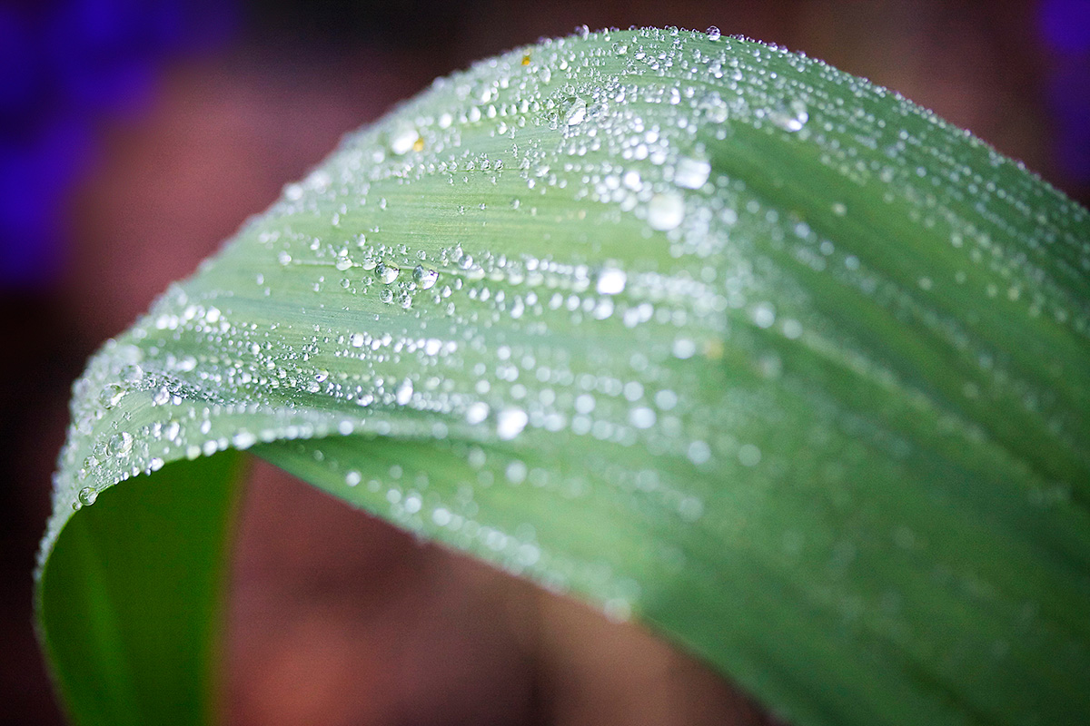 Green Leaf Rain - Nature Photography Print For Sale - Aimee Giese, Greeblehaus