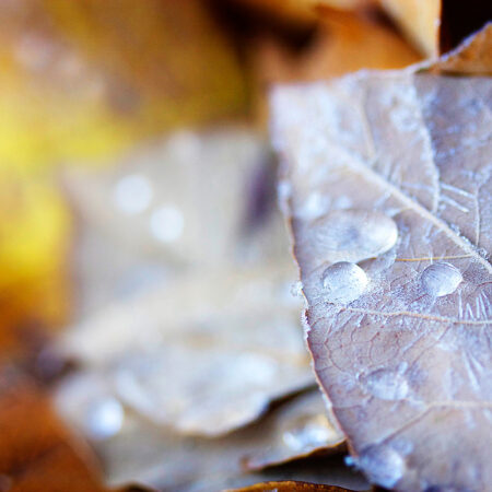 Ice Leaves - Nature Photography Print For Sale - Aimee Giese, Greeblehaus