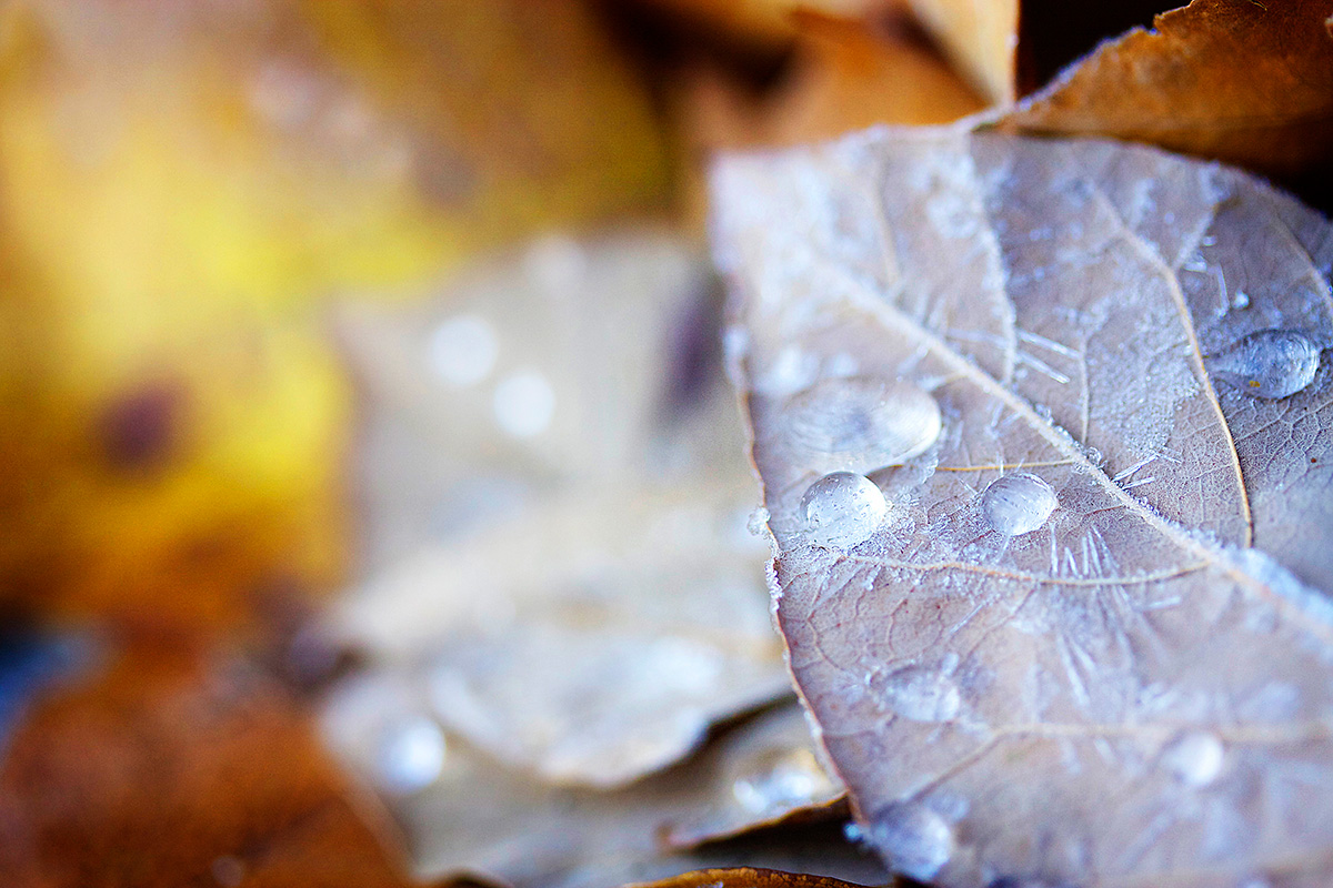 Ice Leaves - Nature Photography Print For Sale - Aimee Giese, Greeblehaus