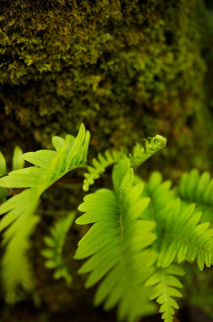 Moss Leaves - Nature Photography Print For Sale - Aimee Giese, Greeblehaus