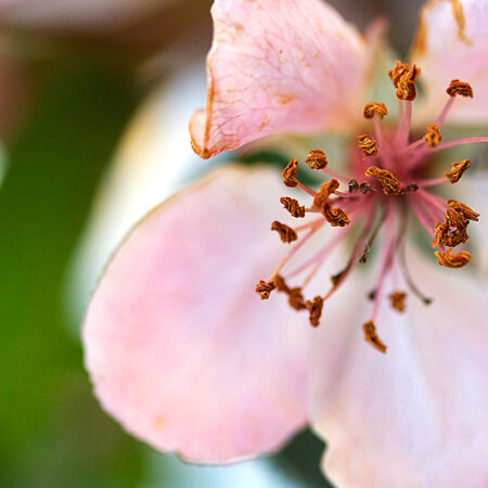 Pink Edges - Nature Photography Print For Sale - Aimee Giese, Greeblehaus