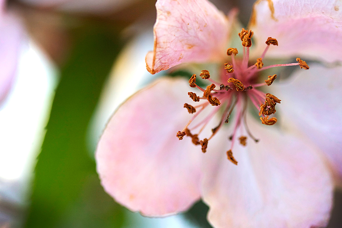 Pink Edges - Nature Photography Print For Sale - Aimee Giese, Greeblehaus