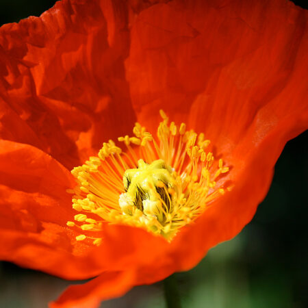 Poppy - Nature Photography Print For Sale - Aimee Giese, Greeblehaus