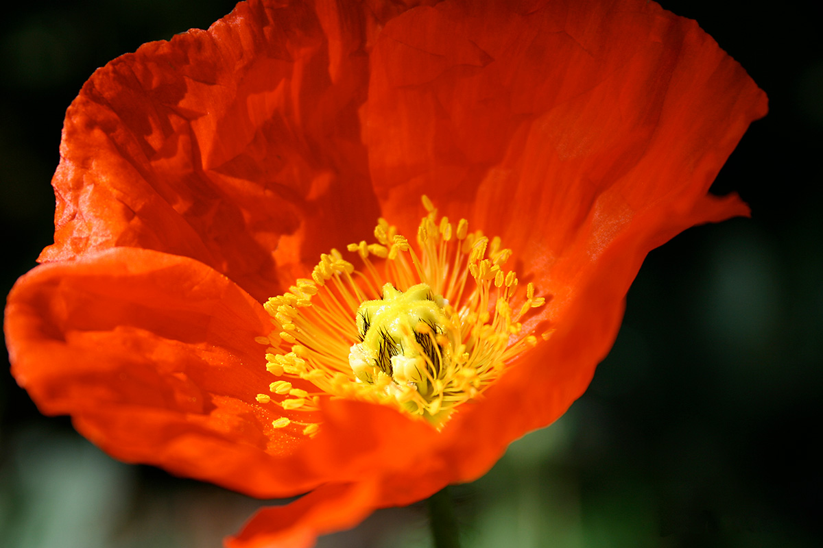 Poppy - Nature Photography Print For Sale - Aimee Giese, Greeblehaus