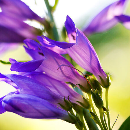 Purple Mouth - Nature Photography Print For Sale - Aimee Giese, Greeblehaus