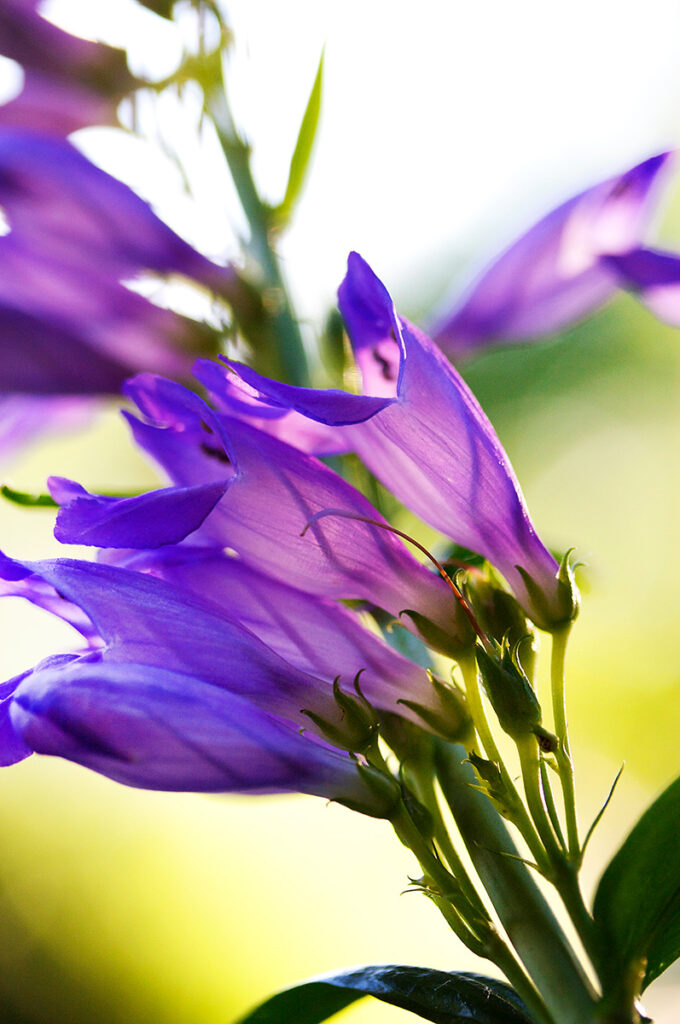 Purple Mouth - Nature Photography Print For Sale - Aimee Giese, Greeblehaus