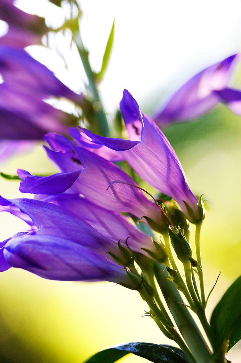 Purple Mouth - Nature Photography Print For Sale - Aimee Giese, Greeblehaus