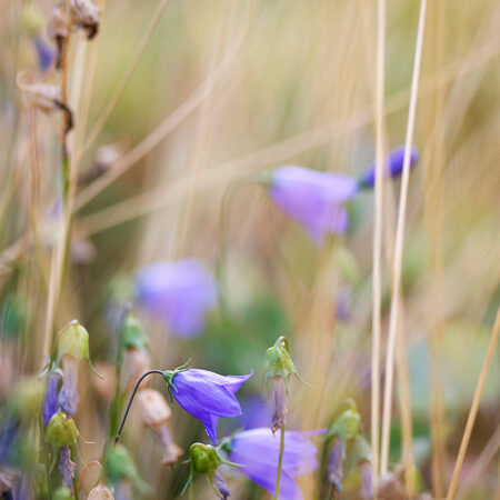 Purple Pop - Nature Photography Print For Sale - Aimee Giese, Greeblehaus