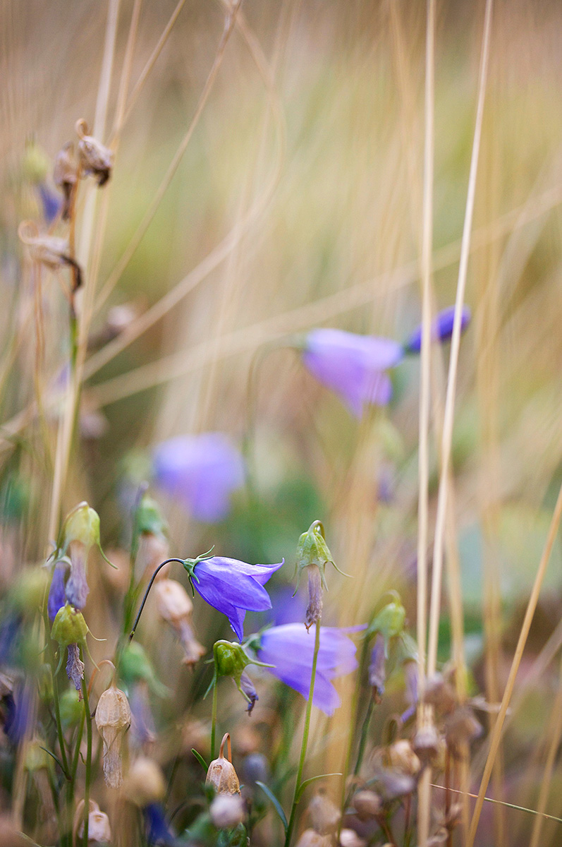 Purple Pop - Nature Photography Print For Sale - Aimee Giese, Greeblehaus