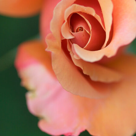 Rose Spiral - Nature Photography Print For Sale - Aimee Giese, Greeblehaus