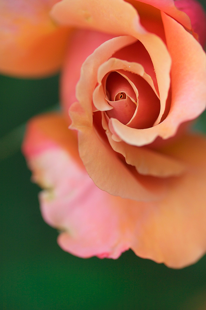 Rose Spiral - Nature Photography Print For Sale - Aimee Giese, Greeblehaus