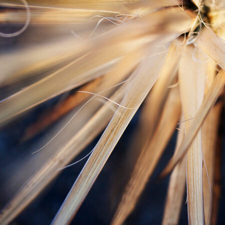 Spikes - Nature Photography Print For Sale - Aimee Giese, Greeblehaus