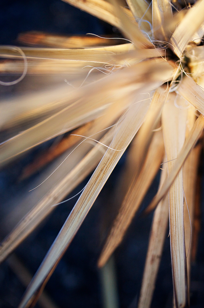 Spikes - Nature Photography Print For Sale - Aimee Giese, Greeblehaus