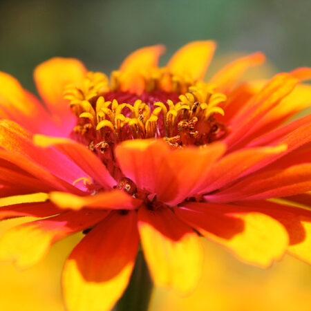 Starburst - Nature Photography Print For Sale - Aimee Giese, Greeblehaus