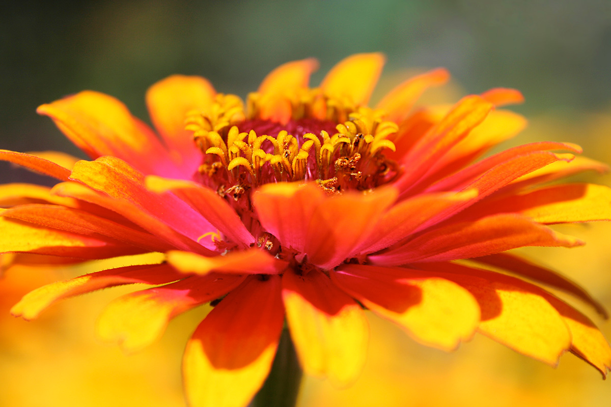 Starburst - Nature Photography Print For Sale - Aimee Giese, Greeblehaus