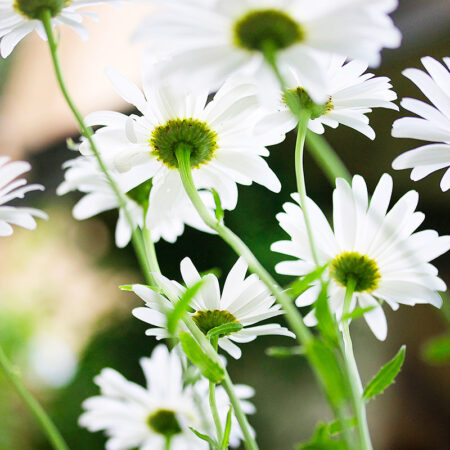 To The Sky - Nature Photography Print For Sale - Aimee Giese, Greeblehaus