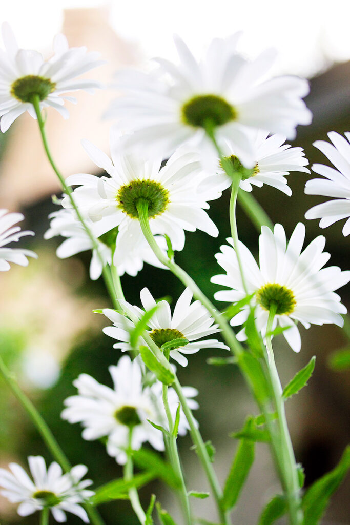 To The Sky - Nature Photography Print For Sale - Aimee Giese, Greeblehaus