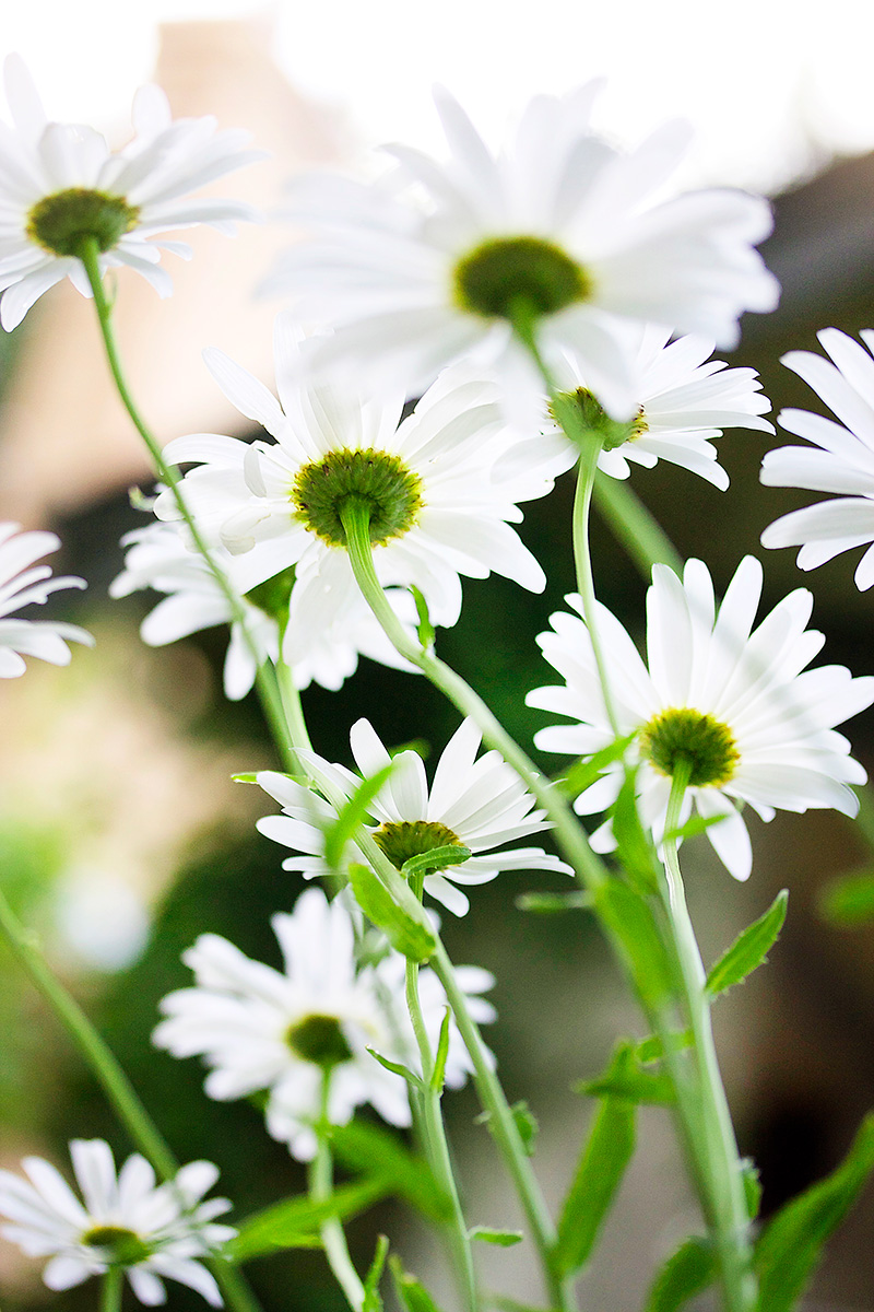 To The Sky - Nature Photography Print For Sale - Aimee Giese, Greeblehaus