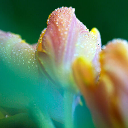 Tulip Drops - Nature Photography Print For Sale - Aimee Giese, Greeblehaus