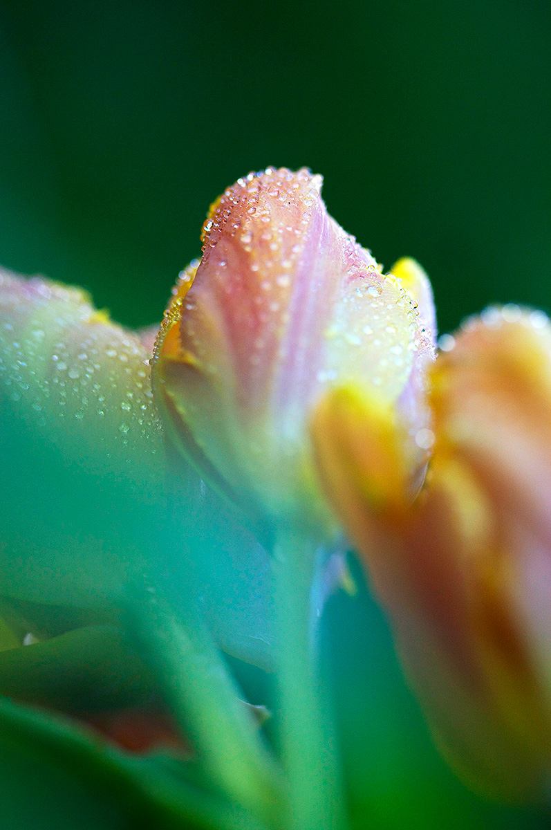 Tulip Drops - Nature Photography Print For Sale - Aimee Giese, Greeblehaus