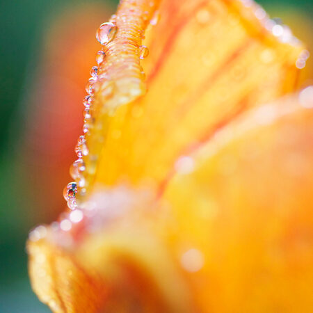 Tulip Rim - Nature Photography Print For Sale - Aimee Giese, Greeblehaus