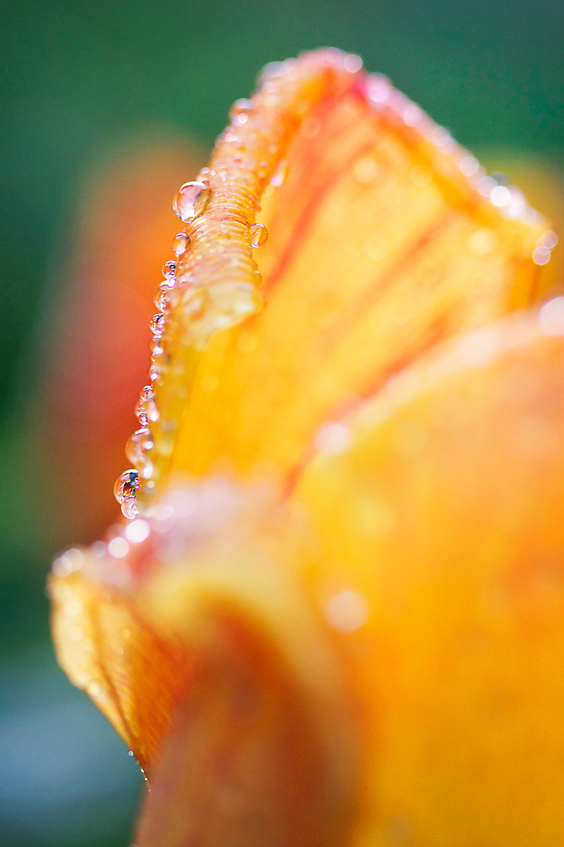 Tulip Rim - Nature Photography Print For Sale - Aimee Giese, Greeblehaus