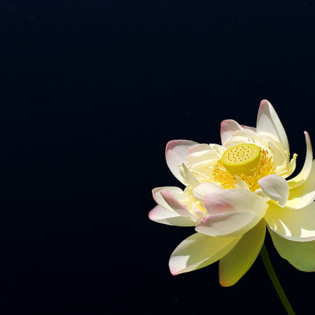 Water Lily - Nature Photography Print For Sale - Aimee Giese, Greeblehaus