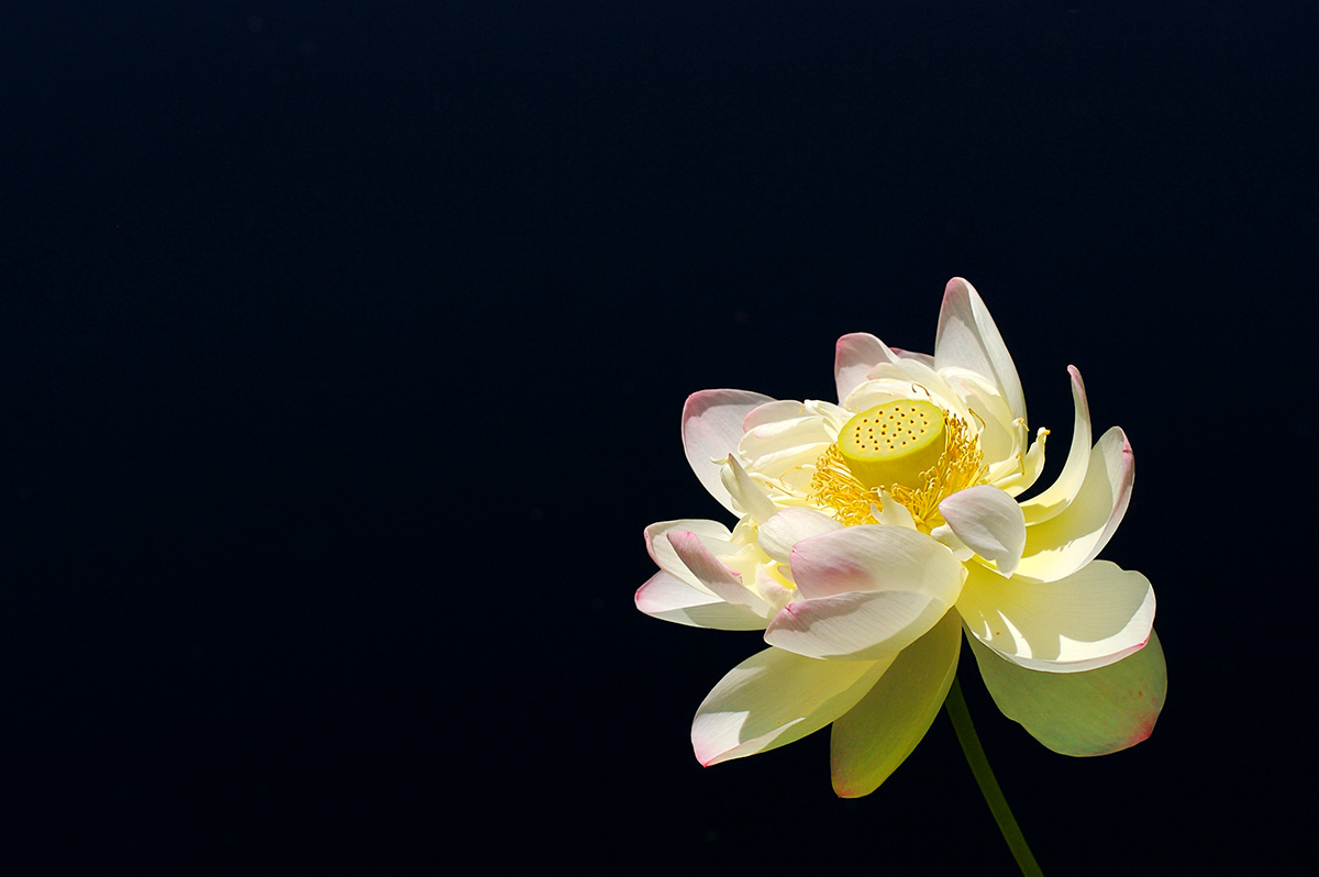Water Lily - Nature Photography Print For Sale - Aimee Giese, Greeblehaus